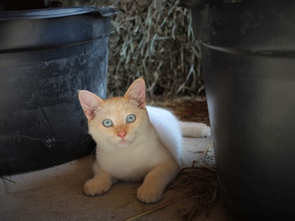 cat laying outside