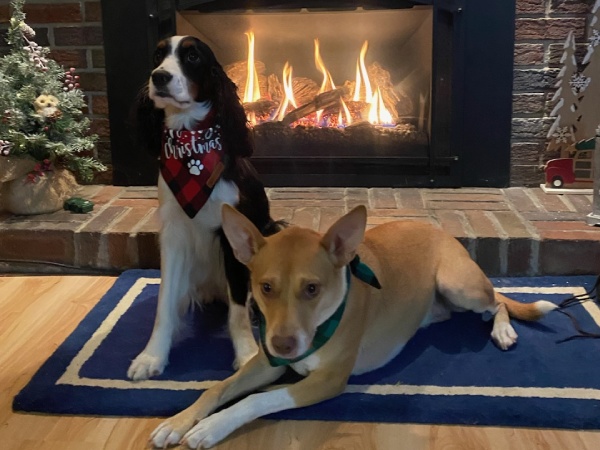 two dog by the fireplace