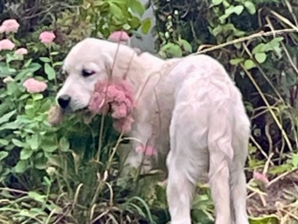 puppy in the flowers