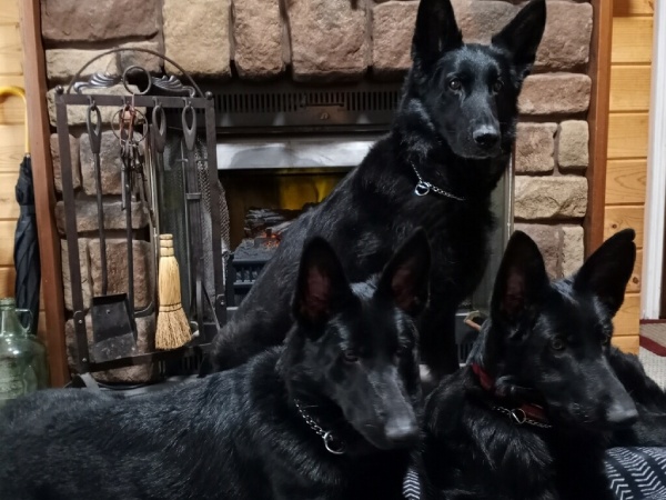 three black dogs