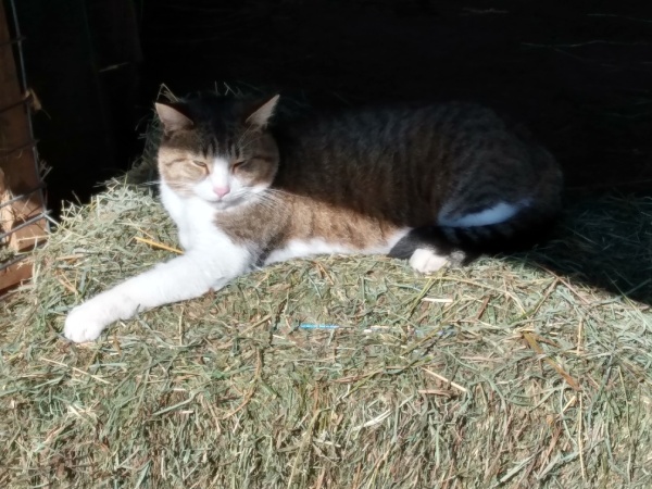 cat laying outside