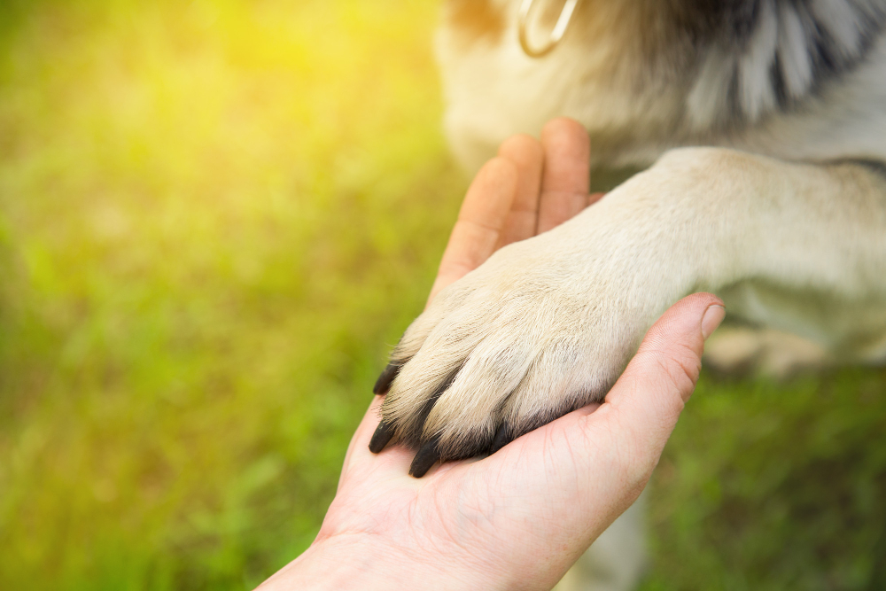 man holds the paw of the dog