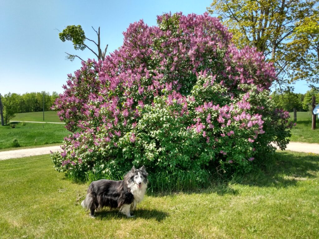 About Pet Well Mobile Vet Vet In East Jordan, MI 49727