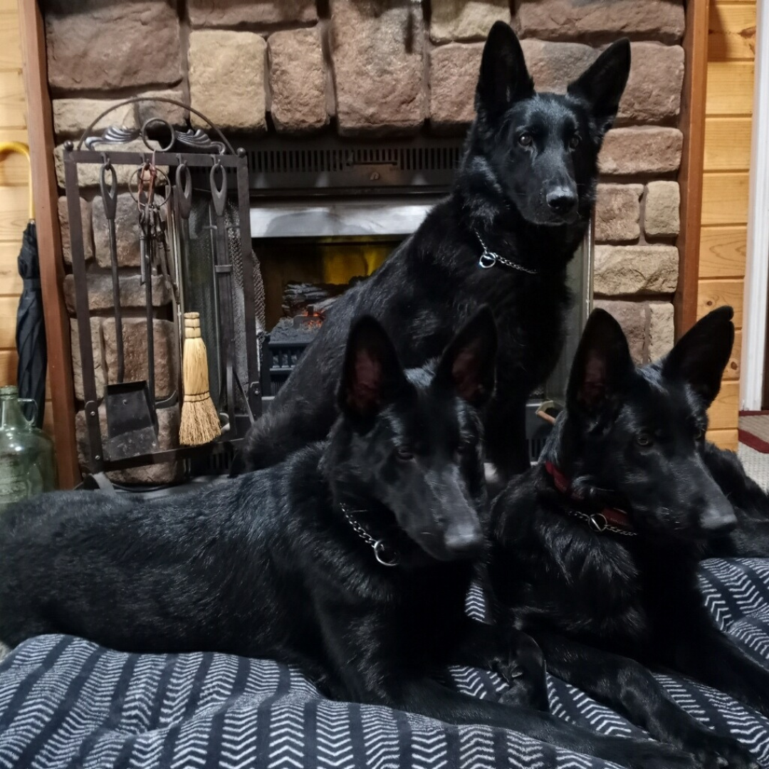 East Jordan, MI 49727 Veterinary Services Pet Well Mobile Vet