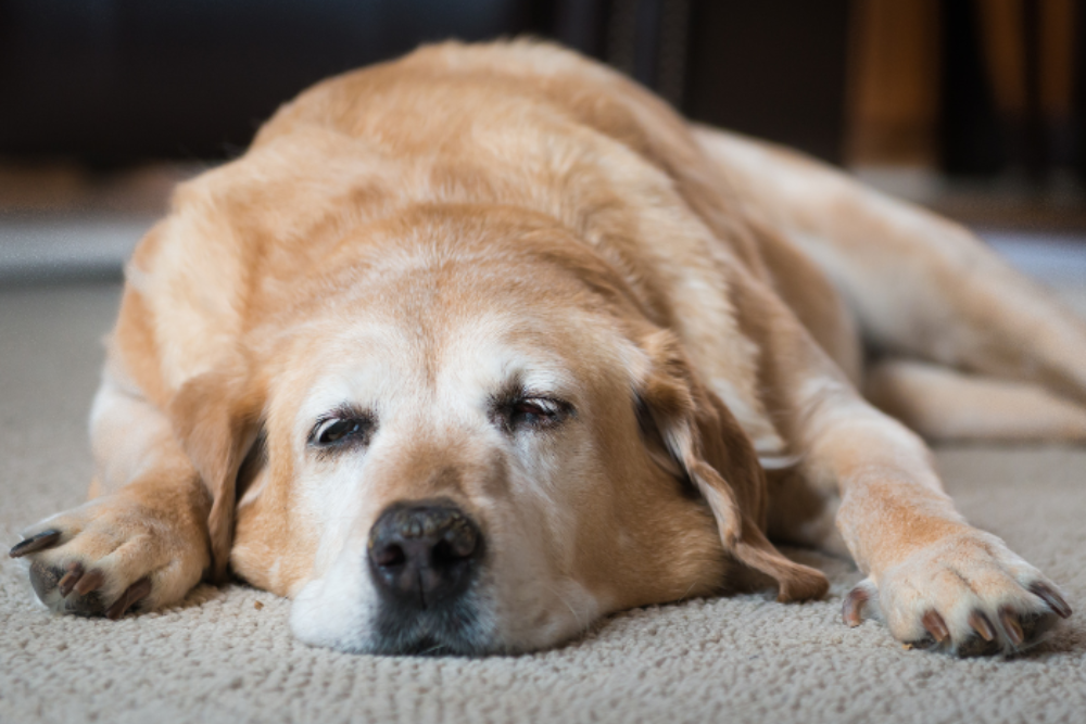 Pet Euthanasia At Home Page Banner