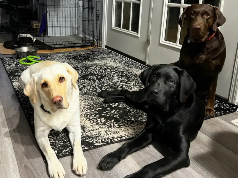 home page image Marley and Harley